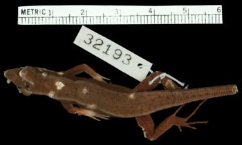 Media type: image;   Herpetology R-32193 Aspect: dorsal